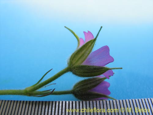 Imágen de Geranium sp. #1483 (). Haga un clic para aumentar parte de imágen.