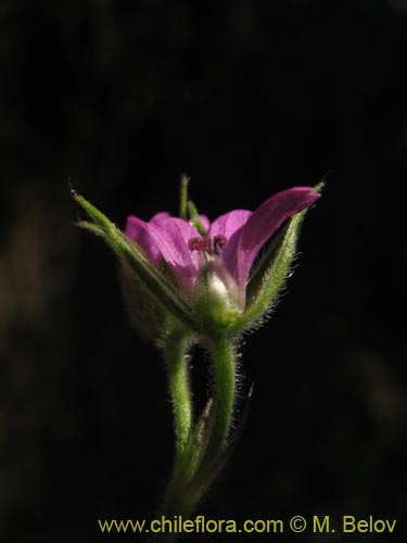 Image of Geranium sp. #1483 (). Click to enlarge parts of image.