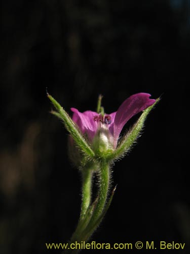 Imágen de Geranium sp. #1483 (). Haga un clic para aumentar parte de imágen.