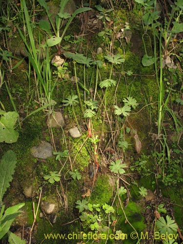 Image of Geranium sp. #1483 (). Click to enlarge parts of image.