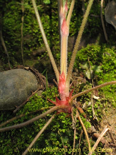 Bild von Geranium sp. #1483 (). Klicken Sie, um den Ausschnitt zu vergrössern.