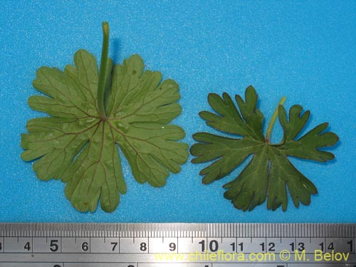 Geranium sp. #1483的照片