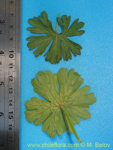 Geranium sp. #1483的照片