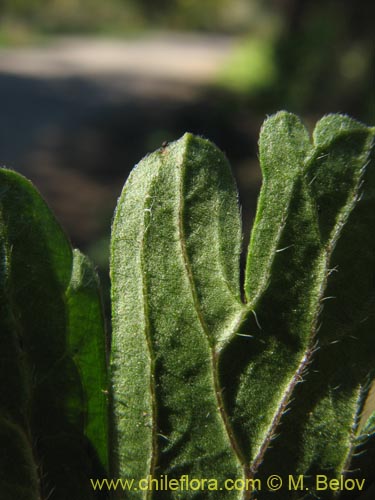 Bild von Geranium sp. #1483 (). Klicken Sie, um den Ausschnitt zu vergrössern.