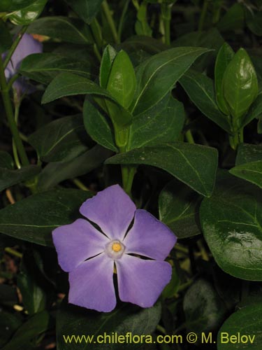 Imágen de Vinca mayor (previnca / herba donzella). Haga un clic para aumentar parte de imágen.