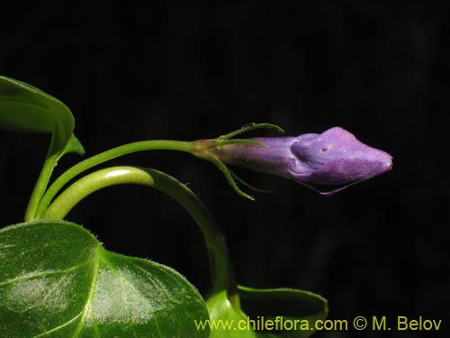 Bild von Vinca mayor (previnca / herba donzella). Klicken Sie, um den Ausschnitt zu vergrössern.