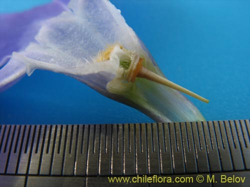 Imágen de Vinca mayor (previnca / herba donzella). Haga un clic para aumentar parte de imágen.