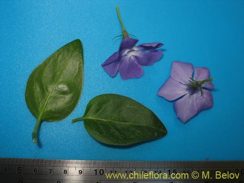 Image of Vinca mayor (previnca / herba donzella). Click to enlarge parts of image.