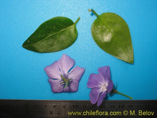 Image of Vinca mayor (previnca / herba donzella). Click to enlarge parts of image.