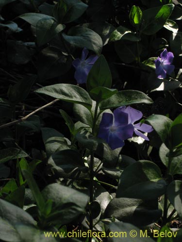 Image of Vinca mayor (previnca / herba donzella). Click to enlarge parts of image.