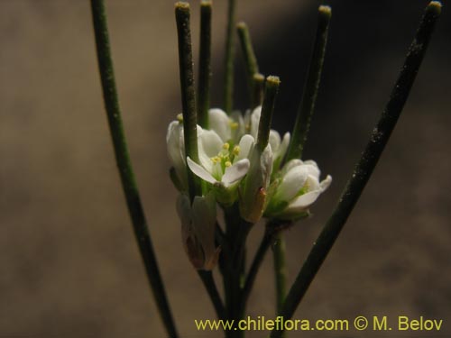 Bild von Cardamine hirsuta (Berro). Klicken Sie, um den Ausschnitt zu vergrössern.