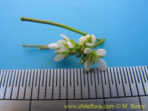 Image of Cardamine hirsuta (Berro). Click to enlarge parts of image.