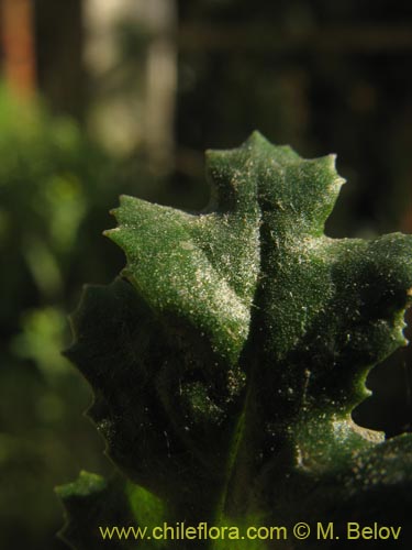 Imágen de Asteraceae sp. #1842 (). Haga un clic para aumentar parte de imágen.