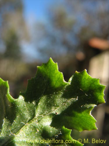 Bild von Asteraceae sp. #1842 (). Klicken Sie, um den Ausschnitt zu vergrössern.