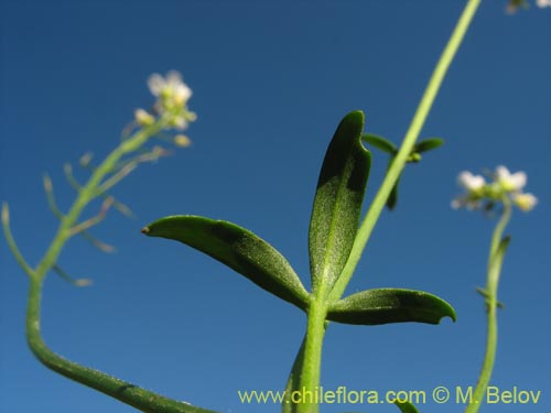 Image of Brassicaceae sp. #3039 (). Click to enlarge parts of image.