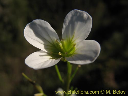 Brassicaceae sp. #3039의 사진