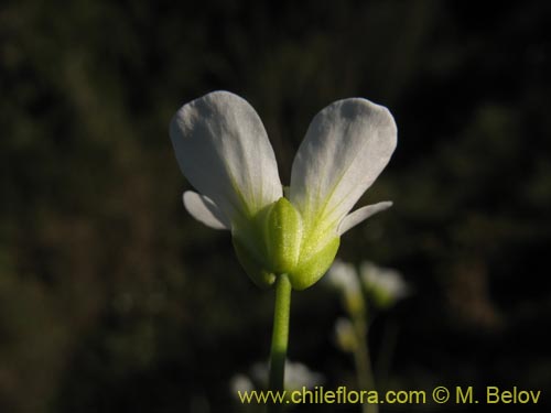 Bild von Brassicaceae sp. #3039 (). Klicken Sie, um den Ausschnitt zu vergrössern.