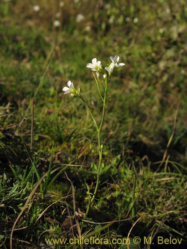 Brassicaceae sp. #3039的照片