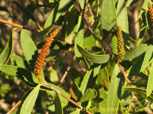 Фотография Colliguaja salicifolia (Colliguay / Colihuai). Щелкните, чтобы увеличить вырез.