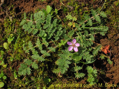 Image of Erodium ciculatrium (Alfilerillo / Tachuela). Click to enlarge parts of image.