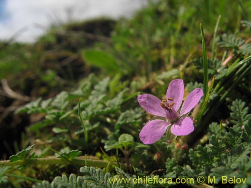 Image of Erodium ciculatrium (Alfilerillo / Tachuela). Click to enlarge parts of image.