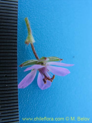 Image of Erodium ciculatrium (Alfilerillo / Tachuela). Click to enlarge parts of image.