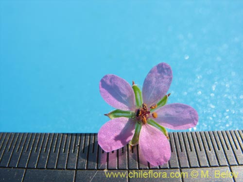 Image of Erodium ciculatrium (Alfilerillo / Tachuela). Click to enlarge parts of image.