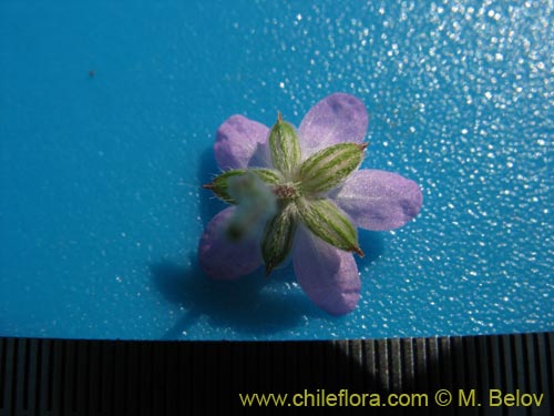 Imágen de Erodium ciculatrium (Alfilerillo / Tachuela). Haga un clic para aumentar parte de imágen.