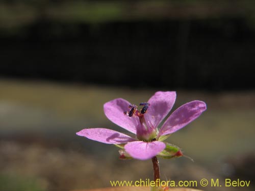 Imágen de Erodium ciculatrium (Alfilerillo / Tachuela). Haga un clic para aumentar parte de imágen.