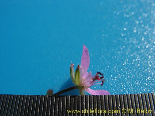 Image of Erodium ciculatrium (Alfilerillo / Tachuela). Click to enlarge parts of image.