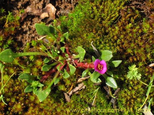 Фотография Calandrinia compressa (Vinagrillo / Lengua de serpriente). Щелкните, чтобы увеличить вырез.