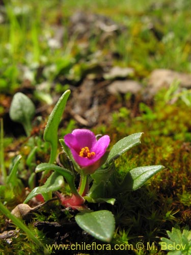 Imágen de Calandrinia compressa (Vinagrillo / Lengua de serpriente). Haga un clic para aumentar parte de imágen.