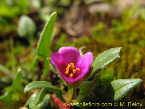 Image of Calandrinia compressa (Vinagrillo / Lengua de serpriente). Click to enlarge parts of image.