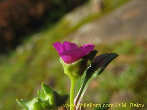 Bild von Calandrinia compressa (Vinagrillo / Lengua de serpriente). Klicken Sie, um den Ausschnitt zu vergrössern.