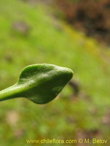 Bild von Calandrinia compressa (Vinagrillo / Lengua de serpriente). Klicken Sie, um den Ausschnitt zu vergrössern.