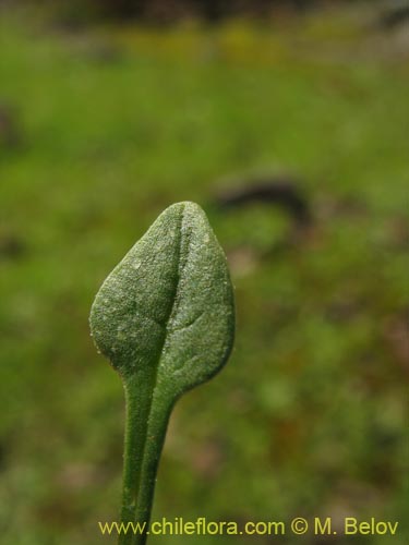 Bild von Calandrinia compressa (Vinagrillo / Lengua de serpriente). Klicken Sie, um den Ausschnitt zu vergrössern.