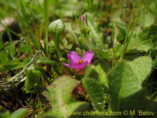 Bild von Calandrinia compressa (Vinagrillo / Lengua de serpriente). Klicken Sie, um den Ausschnitt zu vergrössern.