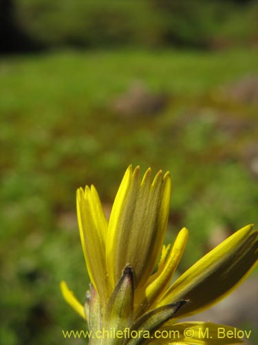 Bild von Asteraceae sp. #2436 (). Klicken Sie, um den Ausschnitt zu vergrössern.