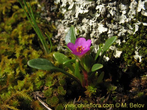 Bild von Calandrinia compressa (Vinagrillo / Lengua de serpriente). Klicken Sie, um den Ausschnitt zu vergrössern.