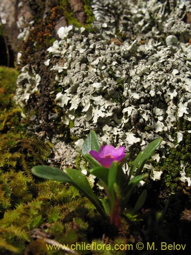 Image of Calandrinia compressa (Vinagrillo / Lengua de serpriente). Click to enlarge parts of image.