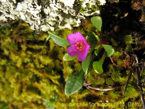 Image of Calandrinia compressa (Vinagrillo / Lengua de serpriente). Click to enlarge parts of image.