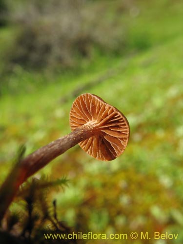 Psilocybe sp. #1440の写真