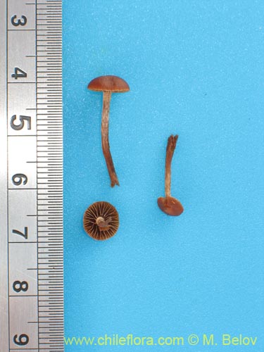 Bild von Psilocybe sp. #1440 (). Klicken Sie, um den Ausschnitt zu vergrössern.