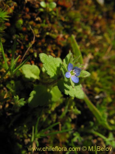 Image of Veronica sp. #1485 (). Click to enlarge parts of image.