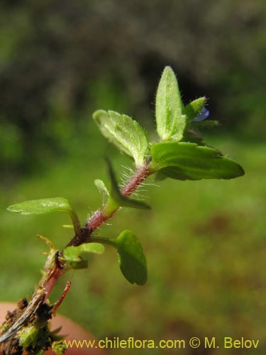 Image of Veronica sp. #1485 (). Click to enlarge parts of image.