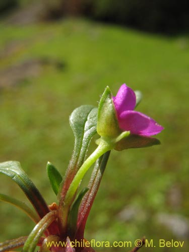 Bild von Calandrinia compressa (Vinagrillo / Lengua de serpriente). Klicken Sie, um den Ausschnitt zu vergrössern.