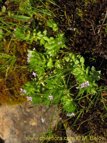 Image of Sherardia arvensis (). Click to enlarge parts of image.