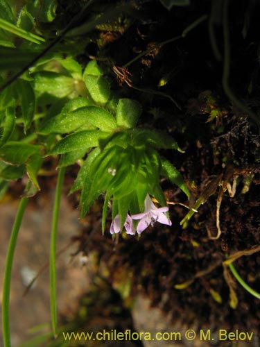 Image of Sherardia arvensis (). Click to enlarge parts of image.