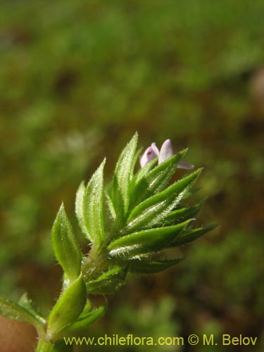 Image of Sherardia arvensis (). Click to enlarge parts of image.