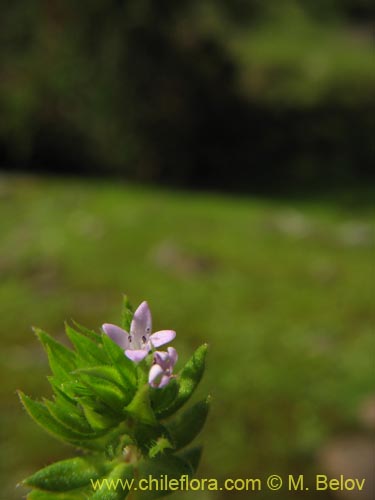 Фотография Sherardia arvensis (). Щелкните, чтобы увеличить вырез.